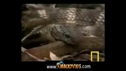 Snake Fight , Bad Ass King