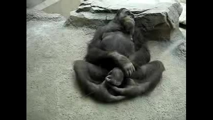 маймуна си бие чикии в зоопарк 
