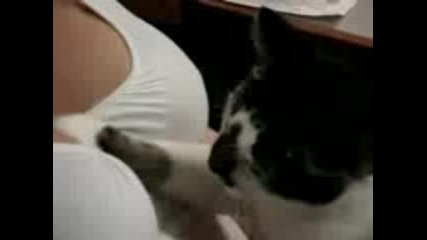 Naughty Cat