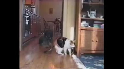 Funniest Animals | nay - smeshnite jivotni 