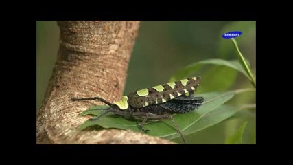 The Beauty Of Hature Красотата На Природата (hdtv) 