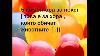 Кое котенце е по-сладко ? игра 1