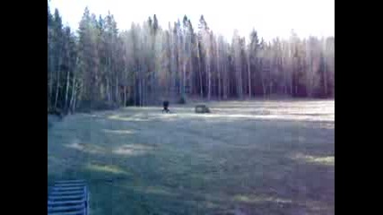 Ротвайлер