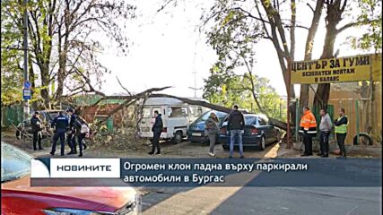 Огромен клон падна върху паркирали автомобили в Бургас