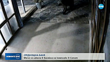 Мечка се изкъпа в басейн в Сопот