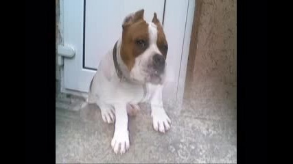 Rino i az 