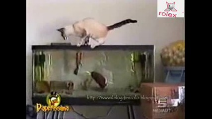 смешна компилация котка (високо качество){hq}