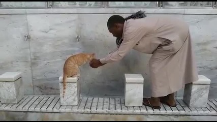 Котка пие вода от ръката на човек