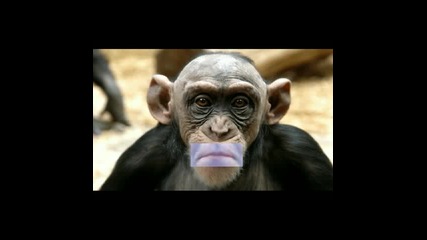 The Happy Birthday Monkey