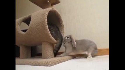 Заек играе с опашката на котка