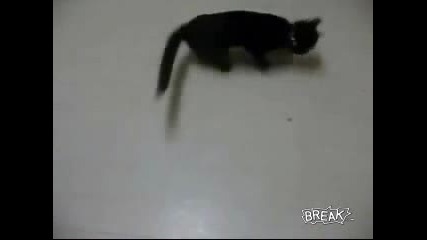Котка и лазерна писалка (смях)
