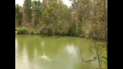 Бънджи В Езеро Пълно С Крокодили