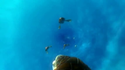 Finding Dory (2015) Official Trailer Disney Pixar Film