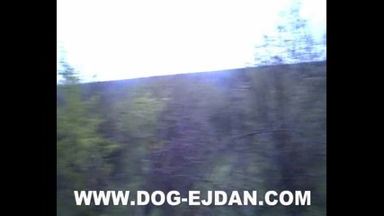 kopoy, трицветни сръбски гончета, greyhound www.dog - ejdan.com 