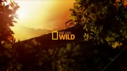 Nat Geo Wild Channel