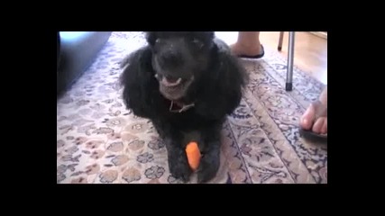 пудел яде морков