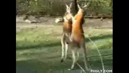 кенгуру бокс