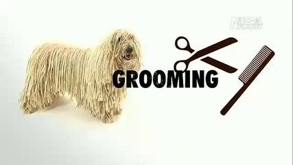 Dogs 101 - Komondor 