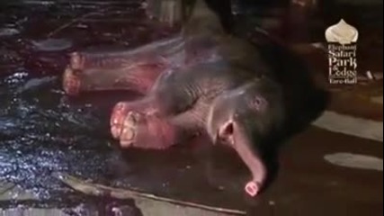 Нещо интересно :) 16+ ! Ето как се ражда бебе слон !