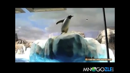 Пингвин се подхлъзва на леда 