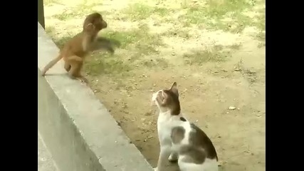 Маймуна и котка си играят!