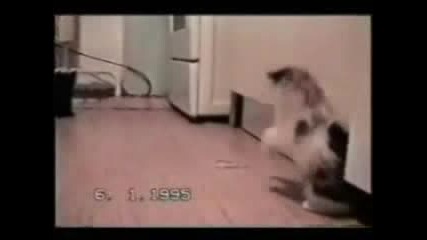 Смешни Котета