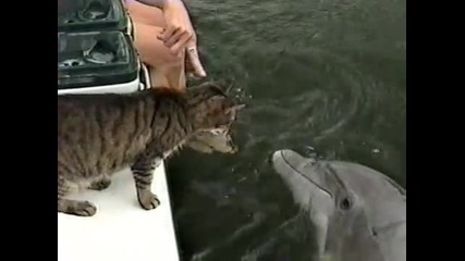 Котка и делфини играят заедно