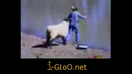 Умна овца бута човек във реката