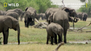 Идеалният свят | Слонът: Царят на Калахари | NG Wild Bulgaria