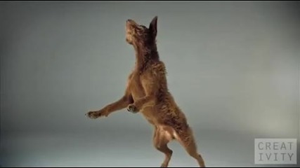 Pedigree Dogs ad shot 1000 Fps using the Phantom camera