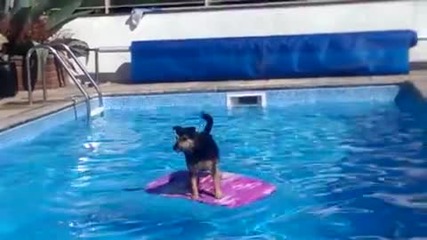 Куче Сърфист си улеснява пътя до басейна