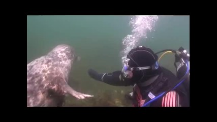 Едно различно приятелство между тюлен и водолаз