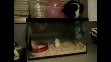 Тази котка явно е гладна