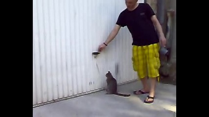 Коте тренира Freerun (: