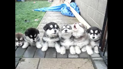 Pups 4 weeks old howling!