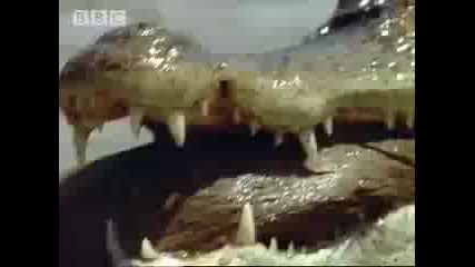 Bbc крокодил срещу анаконда