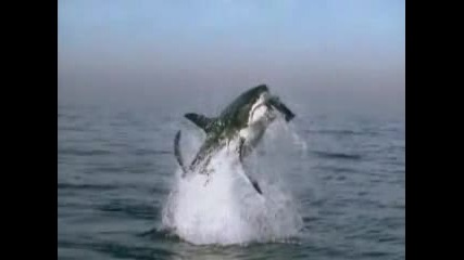 Атакуваща Акула