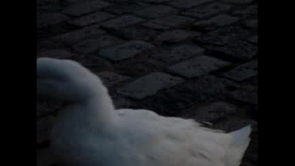 Ядосана патица! 