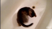 Много смях с въртяща се котка във вана! |BTW