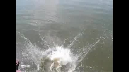 Мацка скача във вода