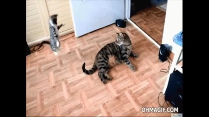 44 gatti - beautiful kittens