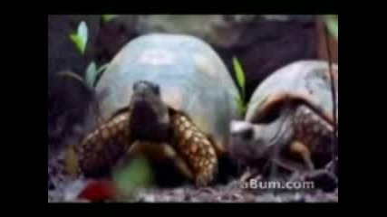 Animals And You