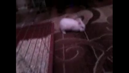 moeto zaiche pammmmm zori_petrova