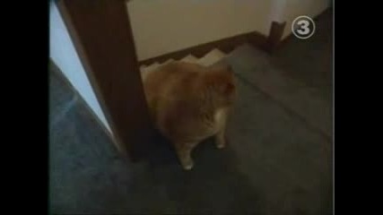 Very Big Cat