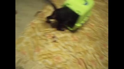 лудо коте