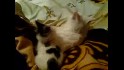 Любимите ми котки