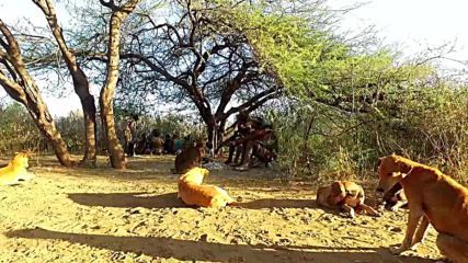 Танзания 3, Хадзабе- последните ловци на саваната (''Без багаж'', еп.186)