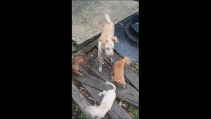 Мама Куче отива при малките си кученца за да им занесе храна