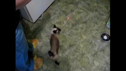 Spider cat