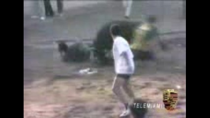 Bull Terrier - Спасява живота на човек